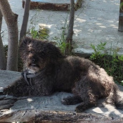 Gore Miller, a Black Poodle Toy Dog