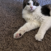 Saber, a White, Light-grey, Grey, Dark-grey, Cream, Light-brown, Brown, Dark-brown Domestic Longhair Cat