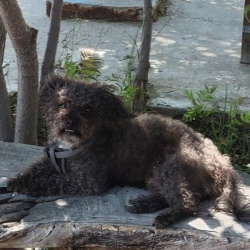 {petName}, a Black Poodle Toy Dog