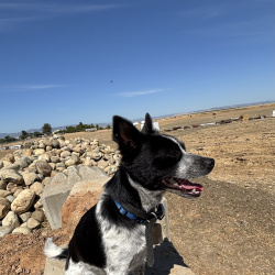 {petName}, a Black, White Jack Russell Terrier Dog