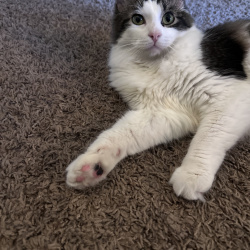 {petName}, a White, Light-grey, Grey, Dark-grey, Cream, Light-brown, Brown, Dark-brown Domestic Longhair Cat